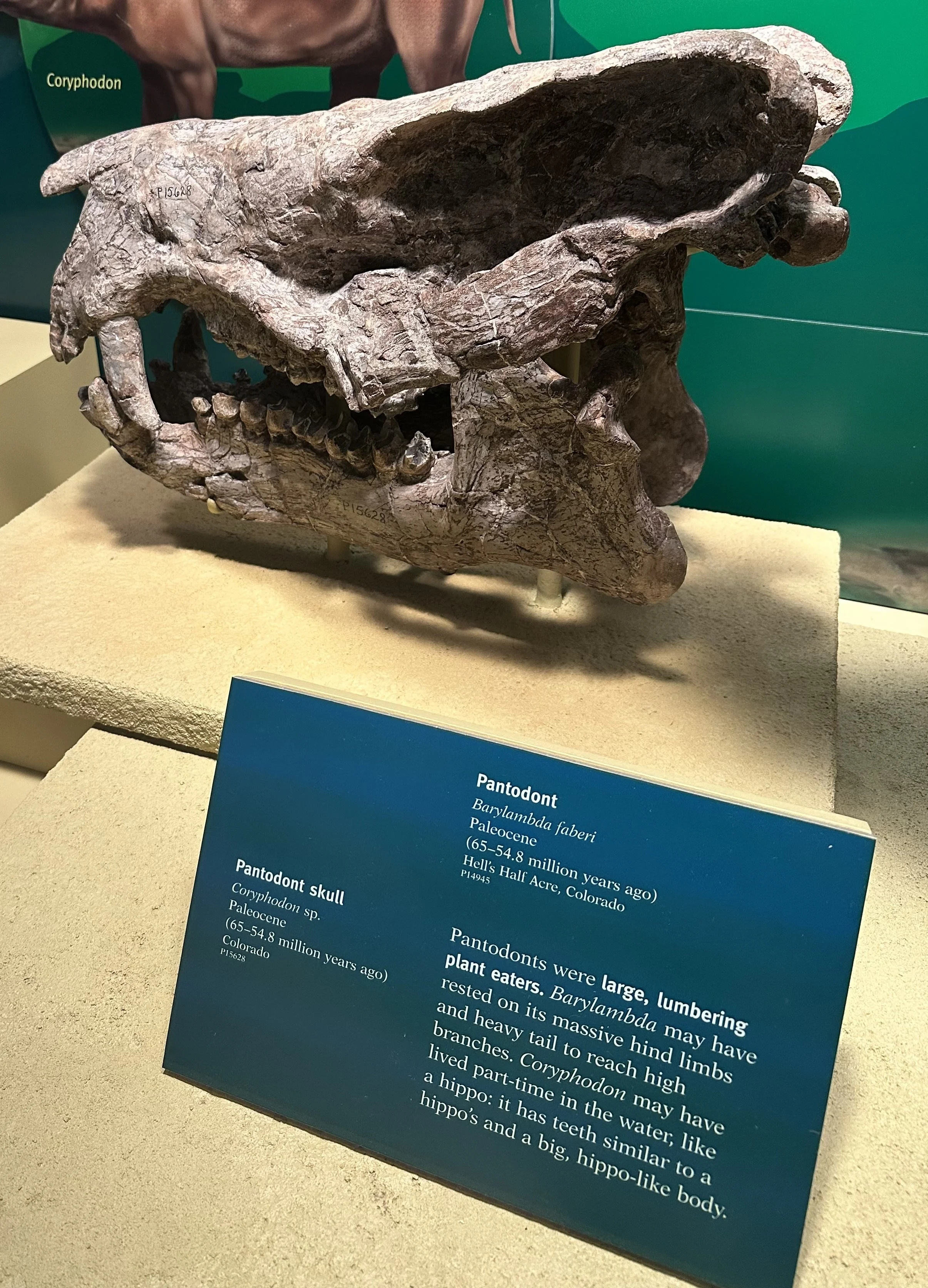 Pantodont Skull