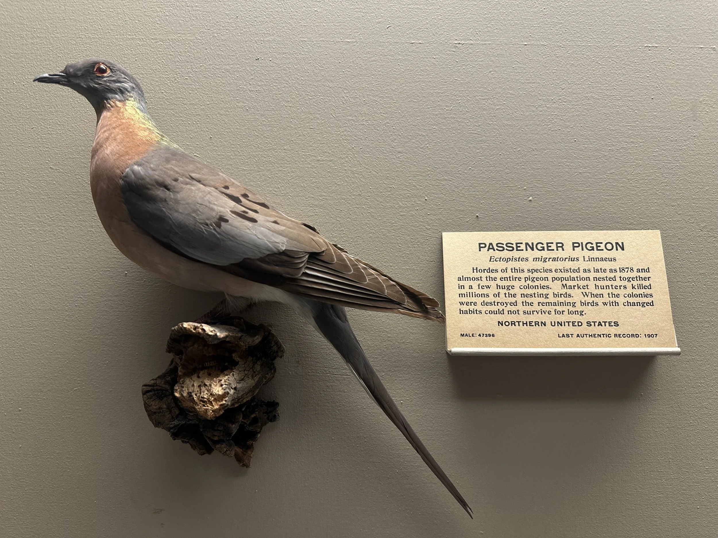 Passenger Pigeon (Extinct)