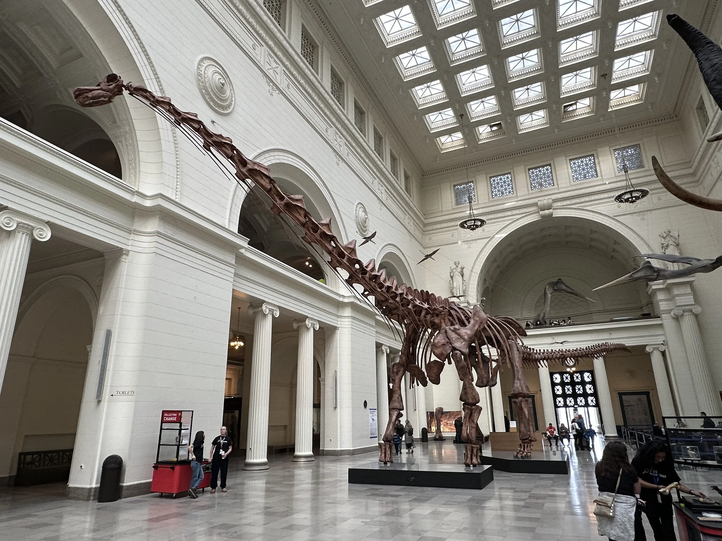 Sauropod