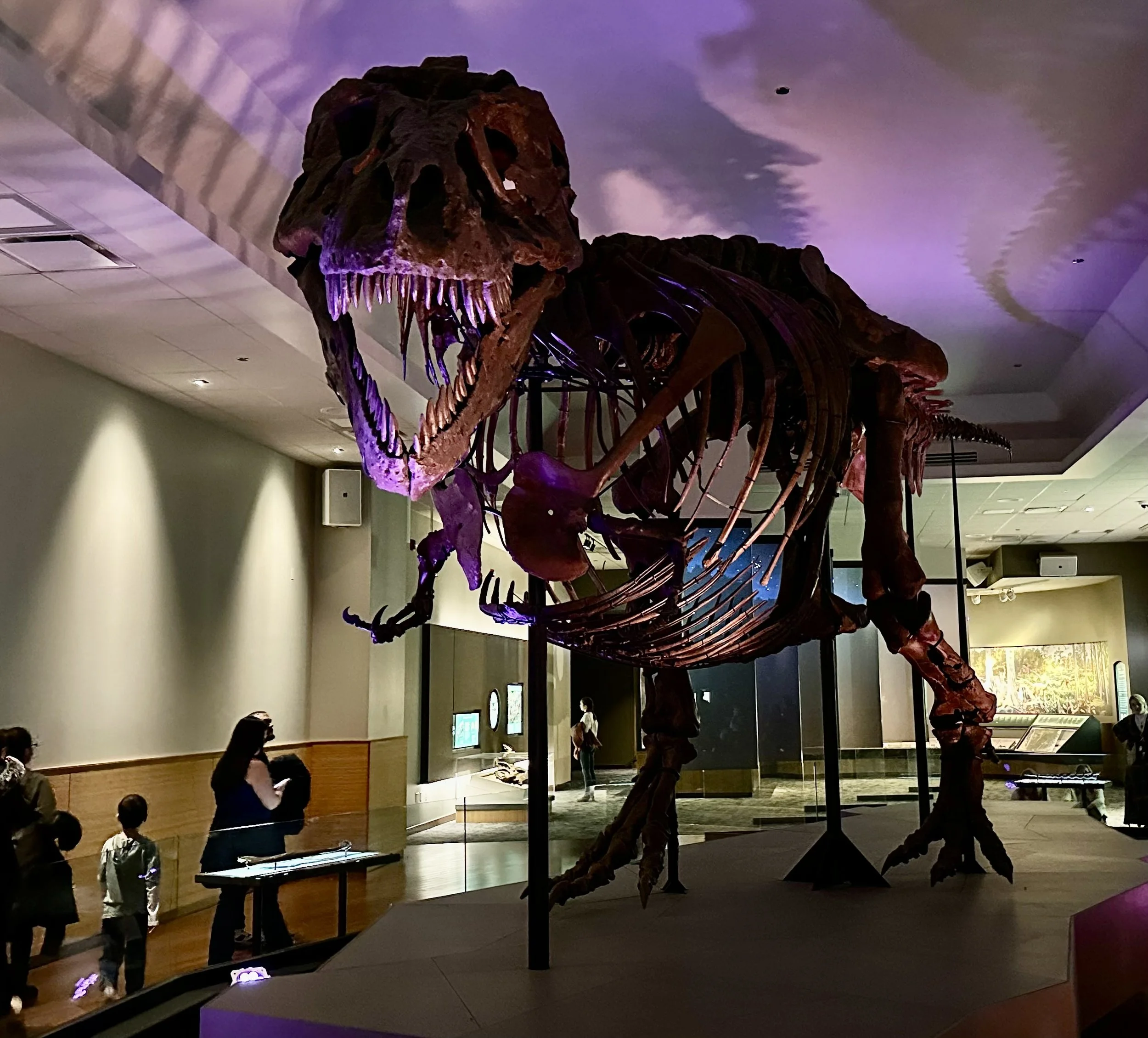 Sue T-Rex