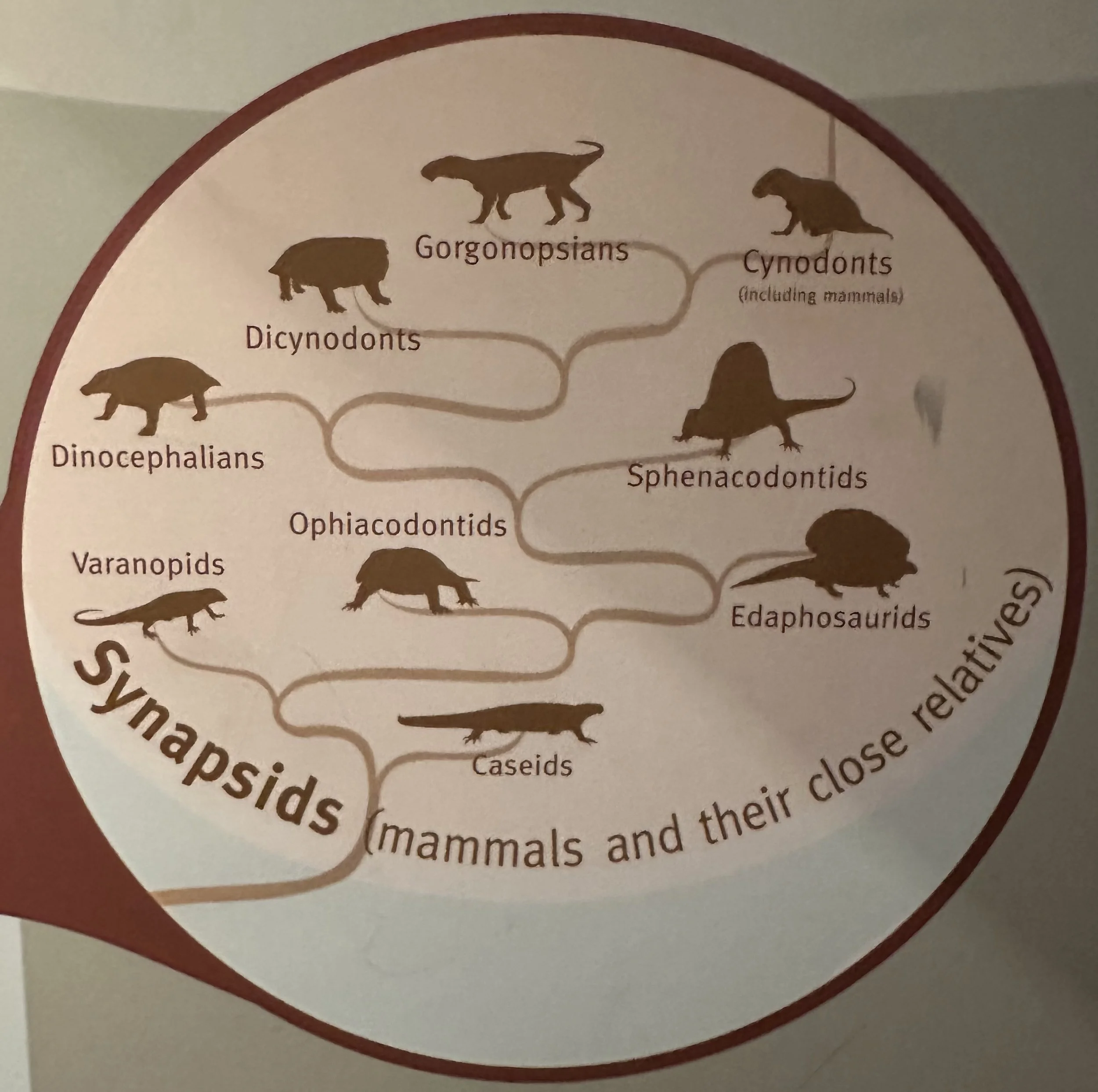 Synapsid Cladogram