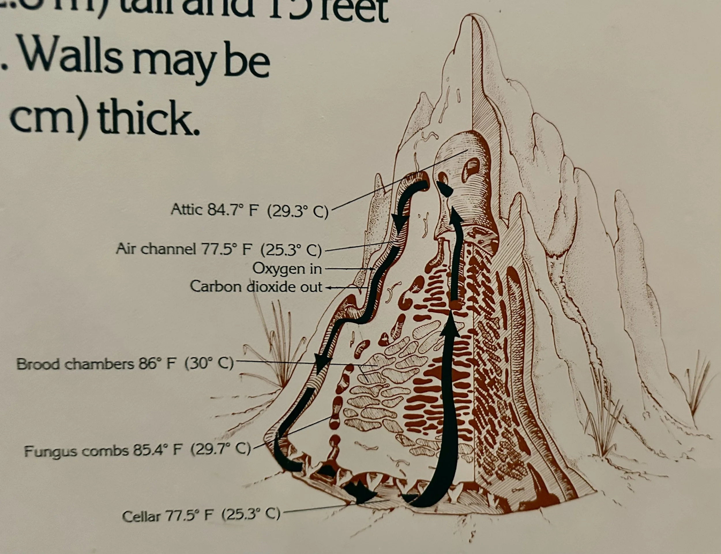 Termite Nest Temperature Regulation