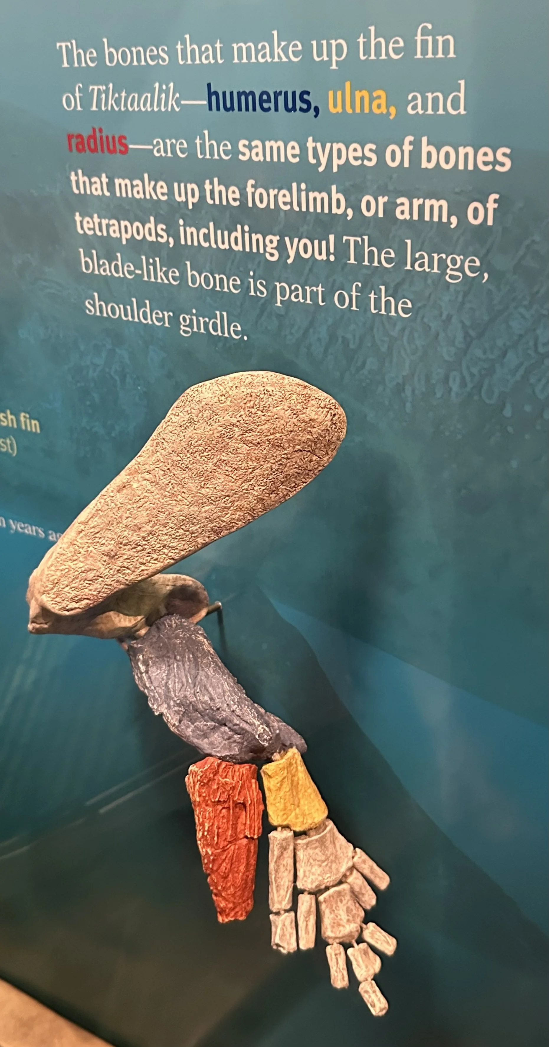 Tiktaalik Radius-Ulna-Humerus