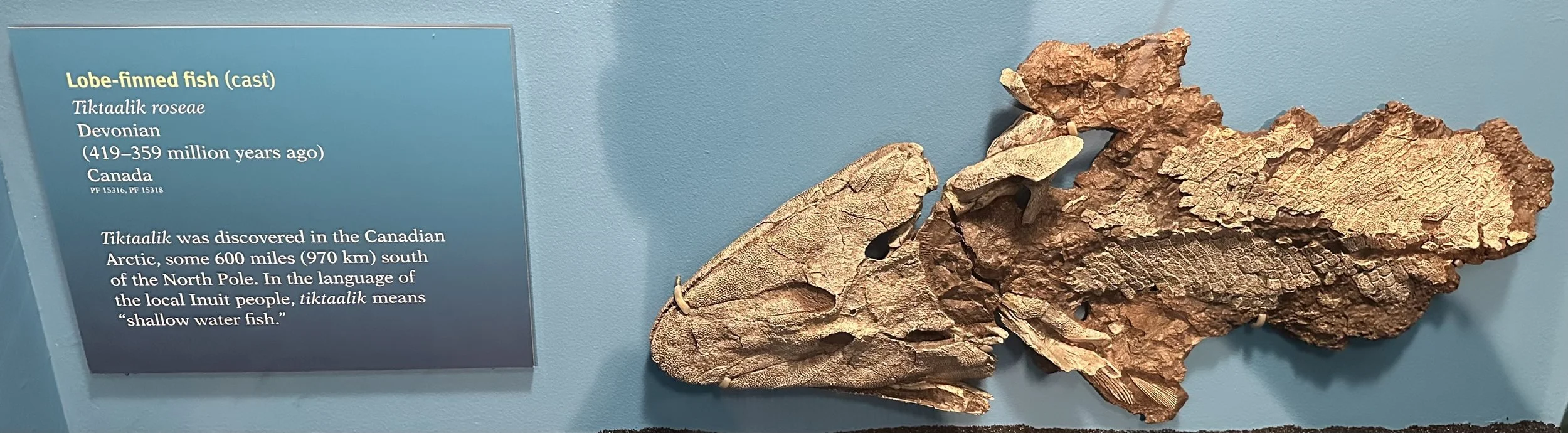 Tiktaalik roseae 1