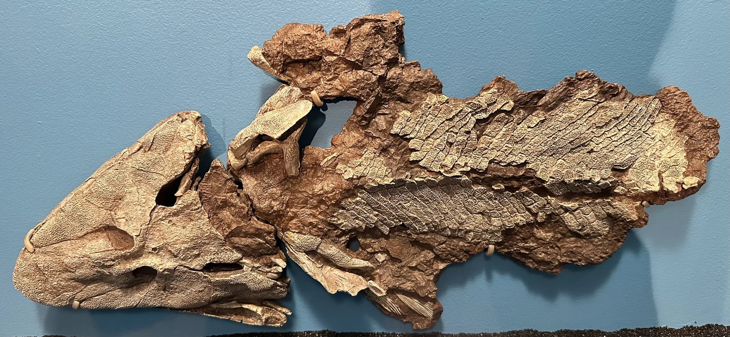 Tiktaalik roseae