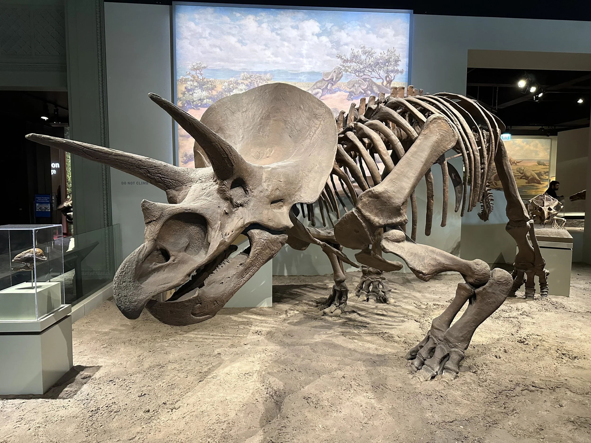 Triceratops Skeleton