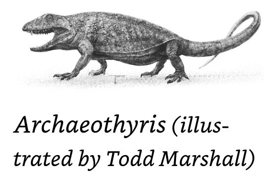 Archaeothyris