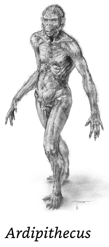 Ardipithecus