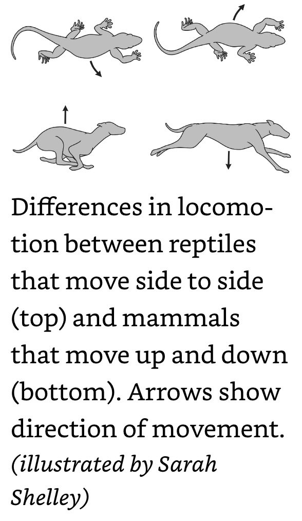 Differences in locomotion between reptiles that move side to side and mammals that move up and down.jpeg