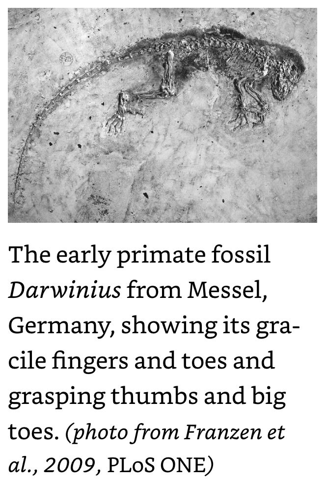 early primate fossil Darwinius