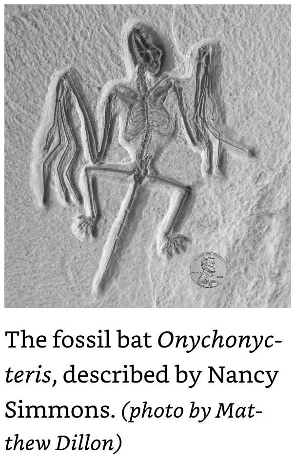 fossil bat Onychonyc-teris