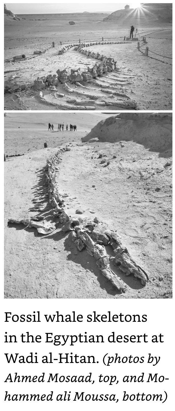 Fossil Whale Skeletons in Desert