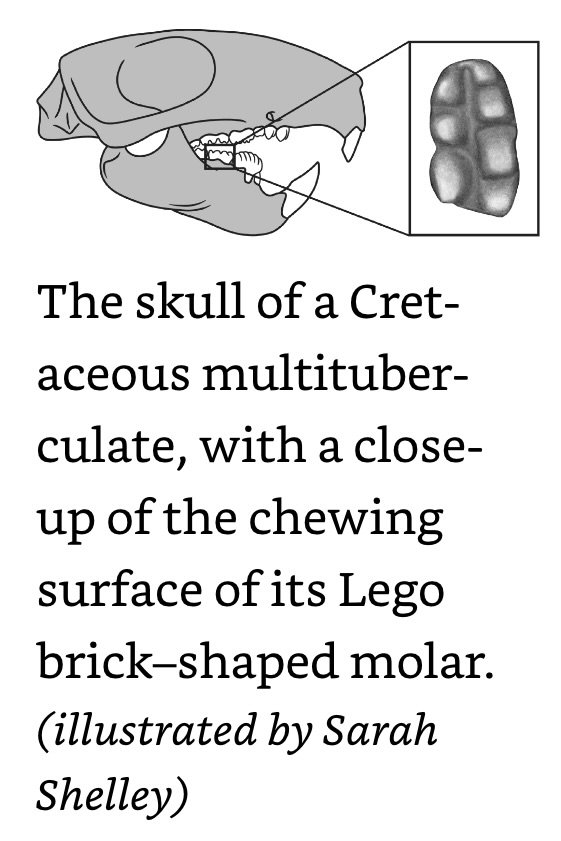 skull of a Cretaceous multituberculate