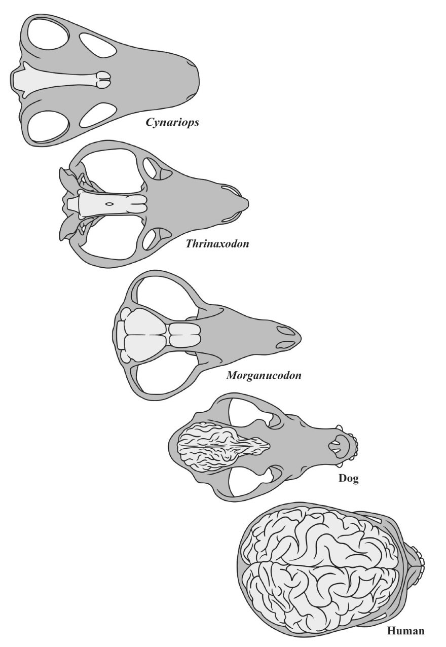 The enlargement of brain size in synapsids over time