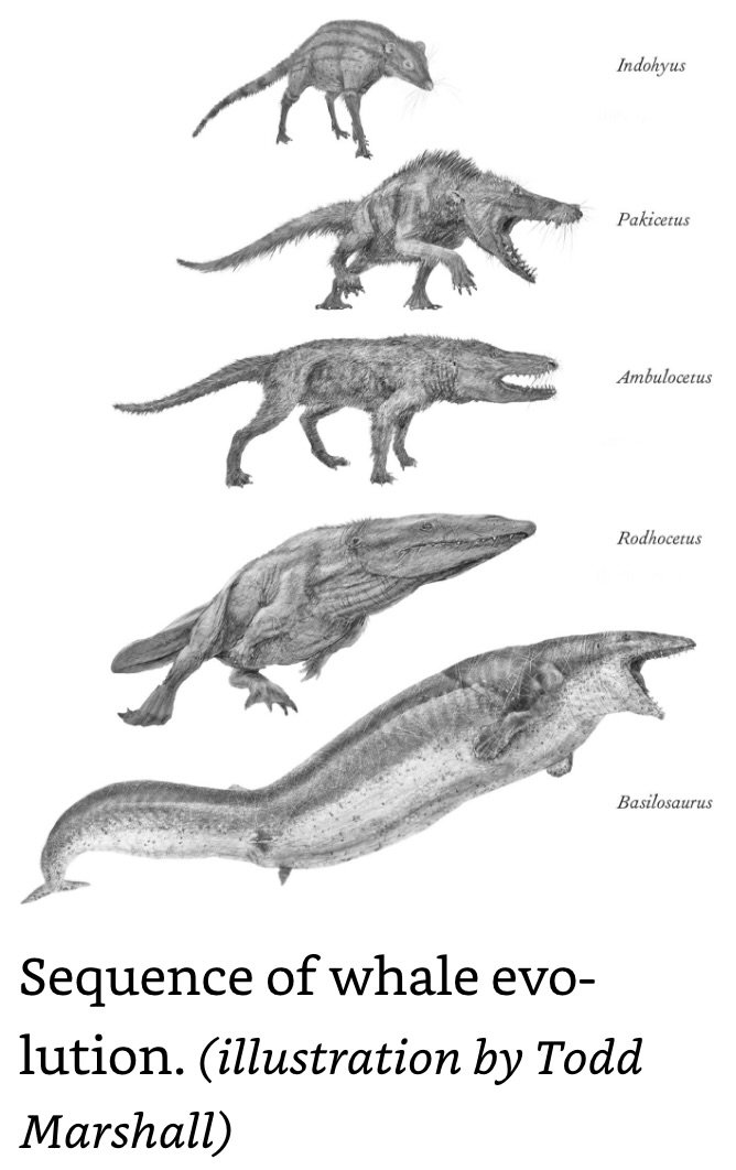 Whale Evolution