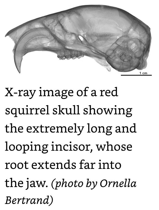 X-Ray Image of Red Squirrel Skull