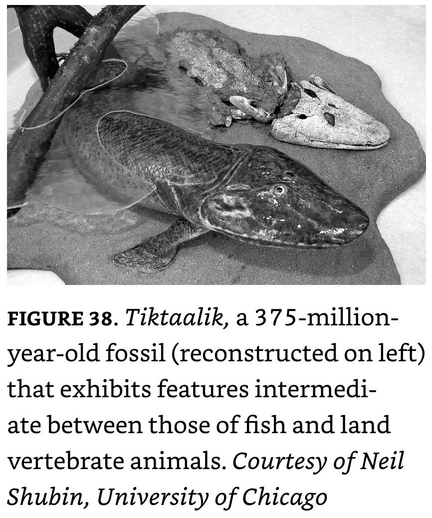 375 Ma Tiktaalik