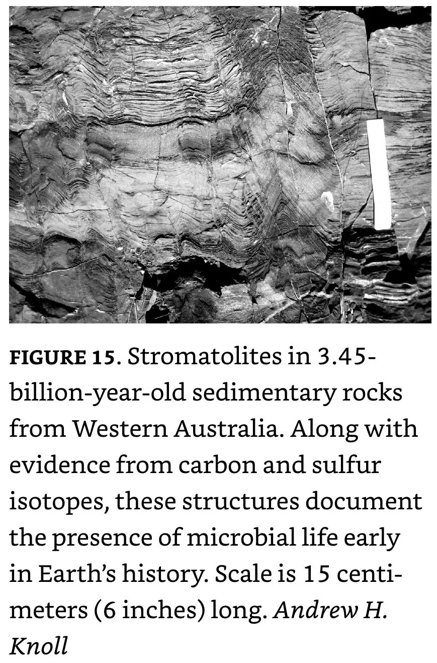 3.45 Ga Stromatolites from W. Australia