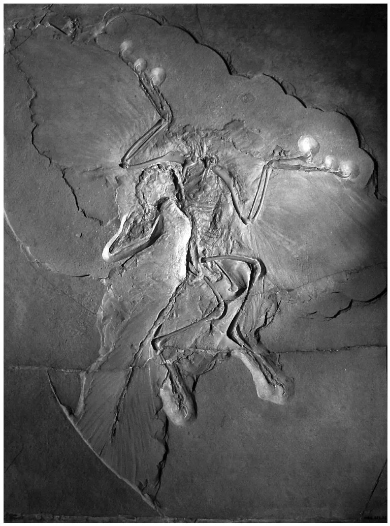 Archaeopteryx lithographica
