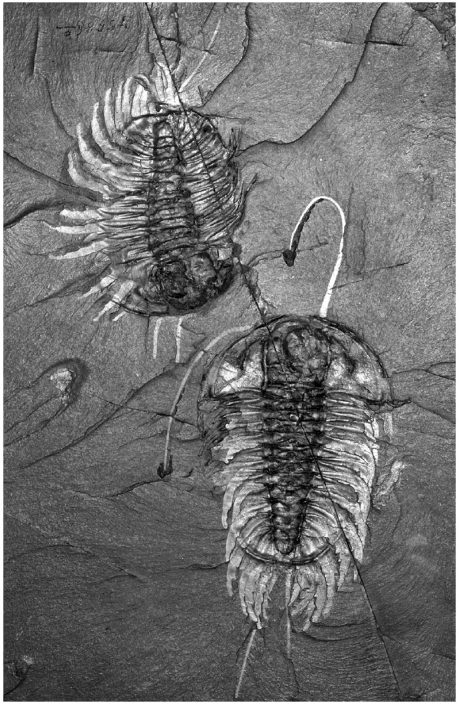 Cambrian Shale Trilobites
