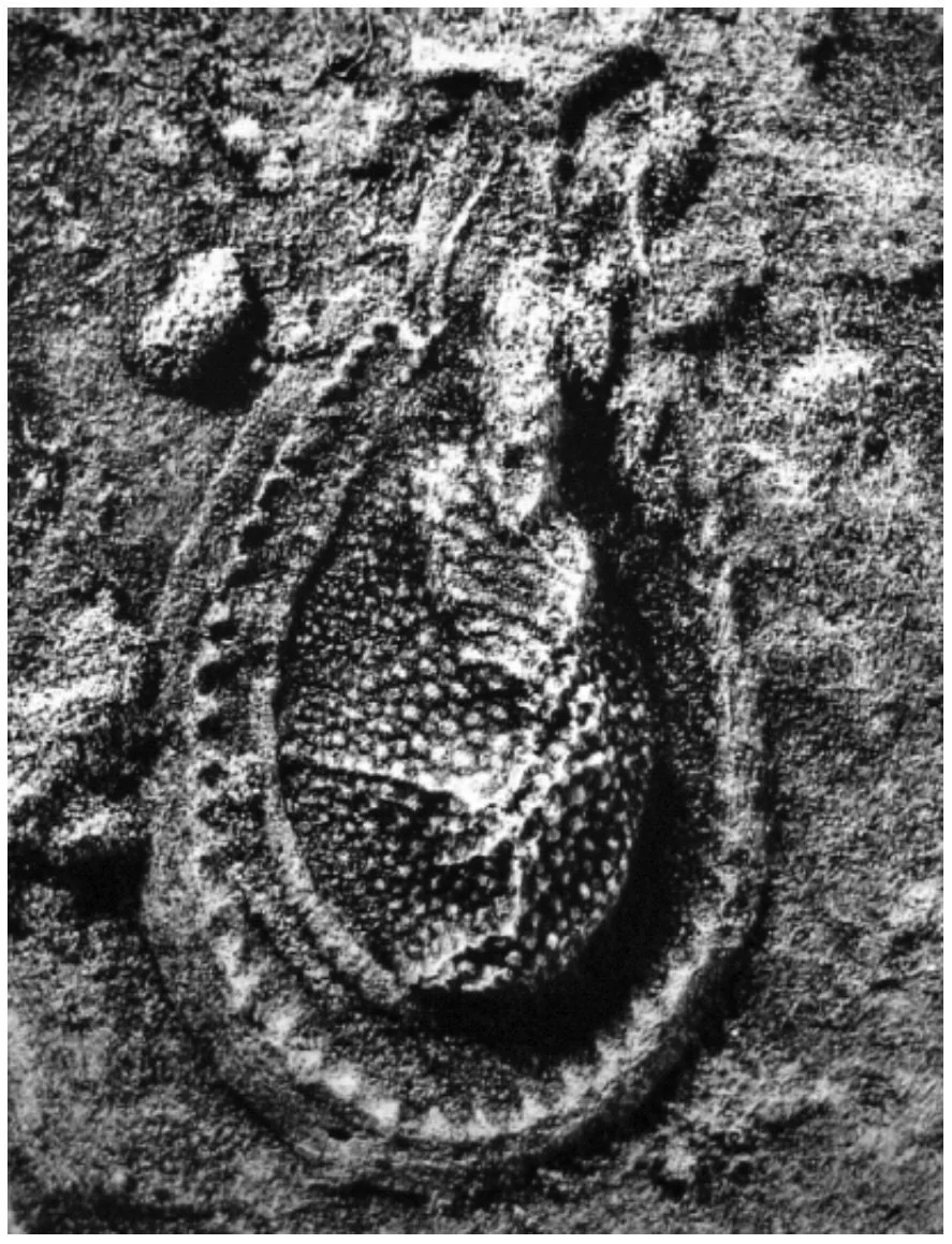 Opabinina- an extinct relative of arthropods
