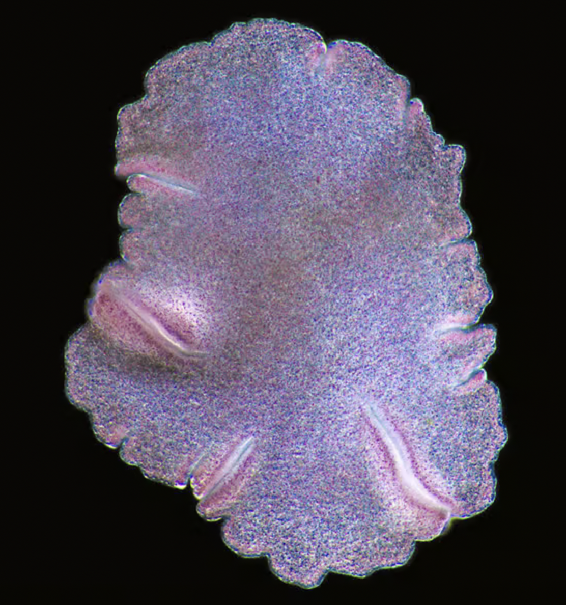 placozoan