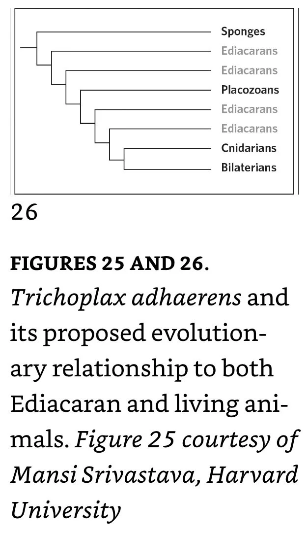 Trichoplax adhaerens and its proposed evolutionary relationship to Ediacaran and living animals
