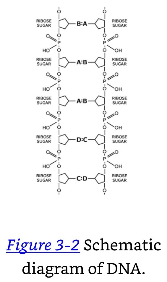 Figure 3-2 Schematic Diagram of DNA