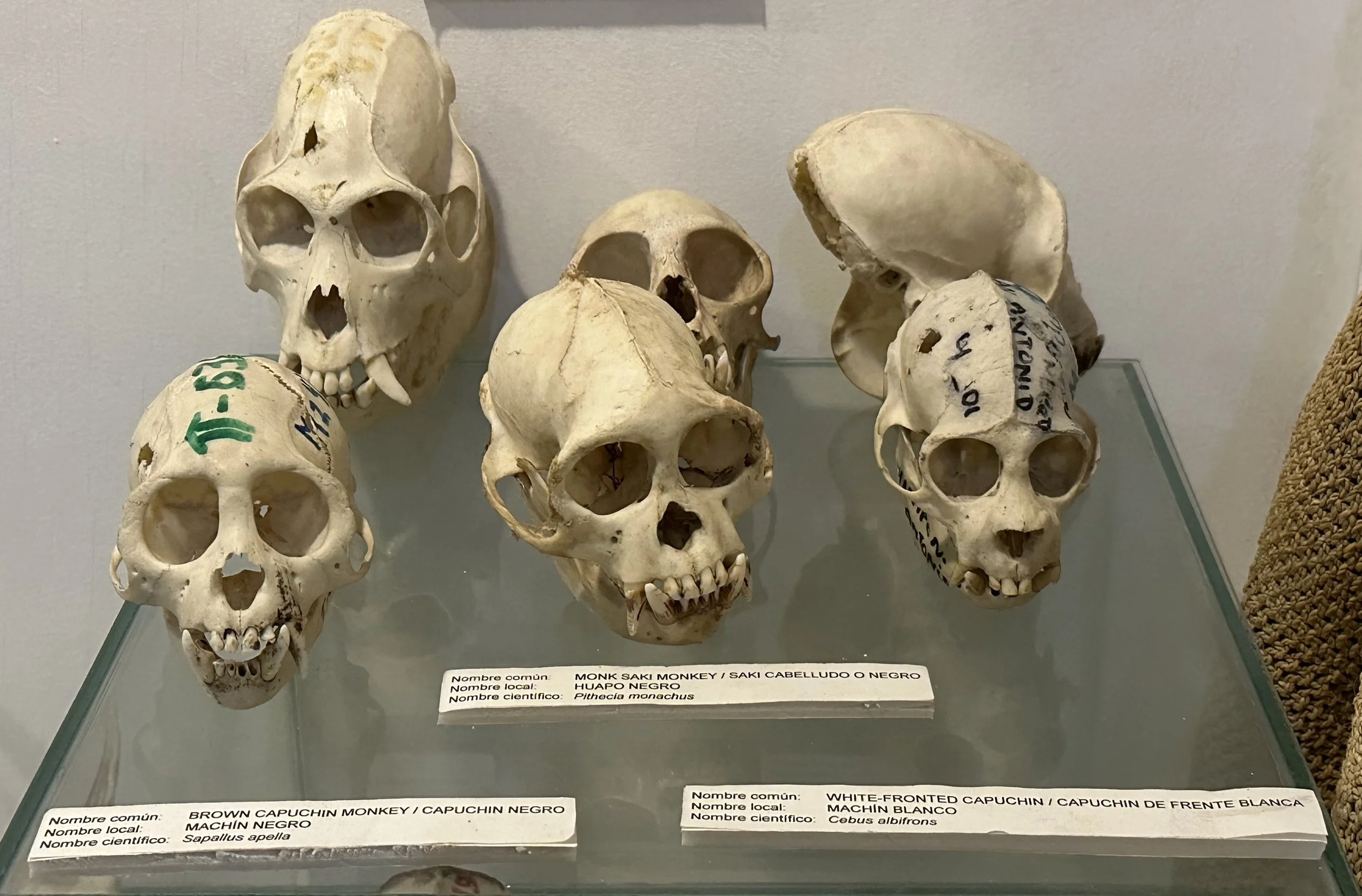 Amazon Monkey Skulls