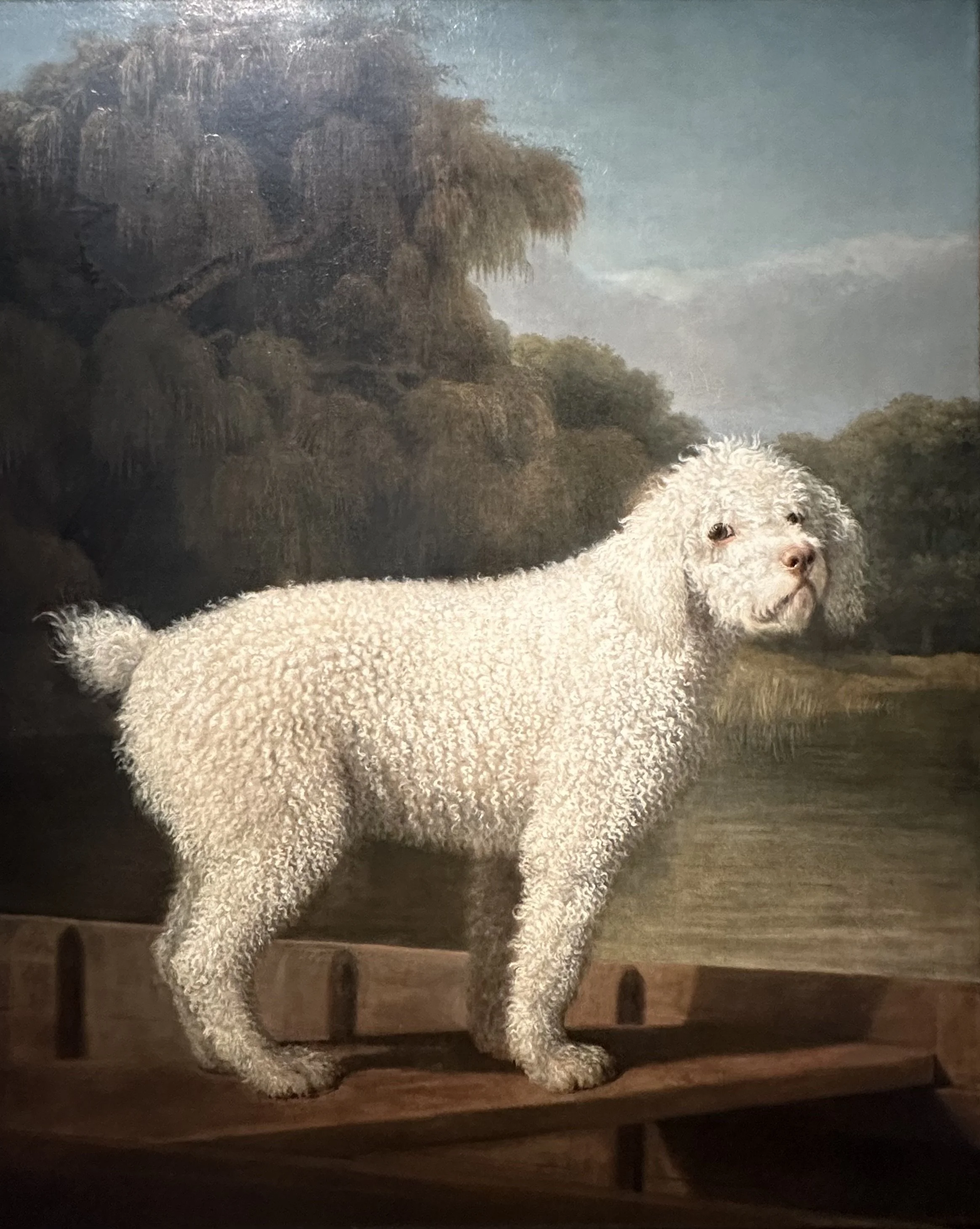 1780 White Poodle in a Punt by George Stubbs