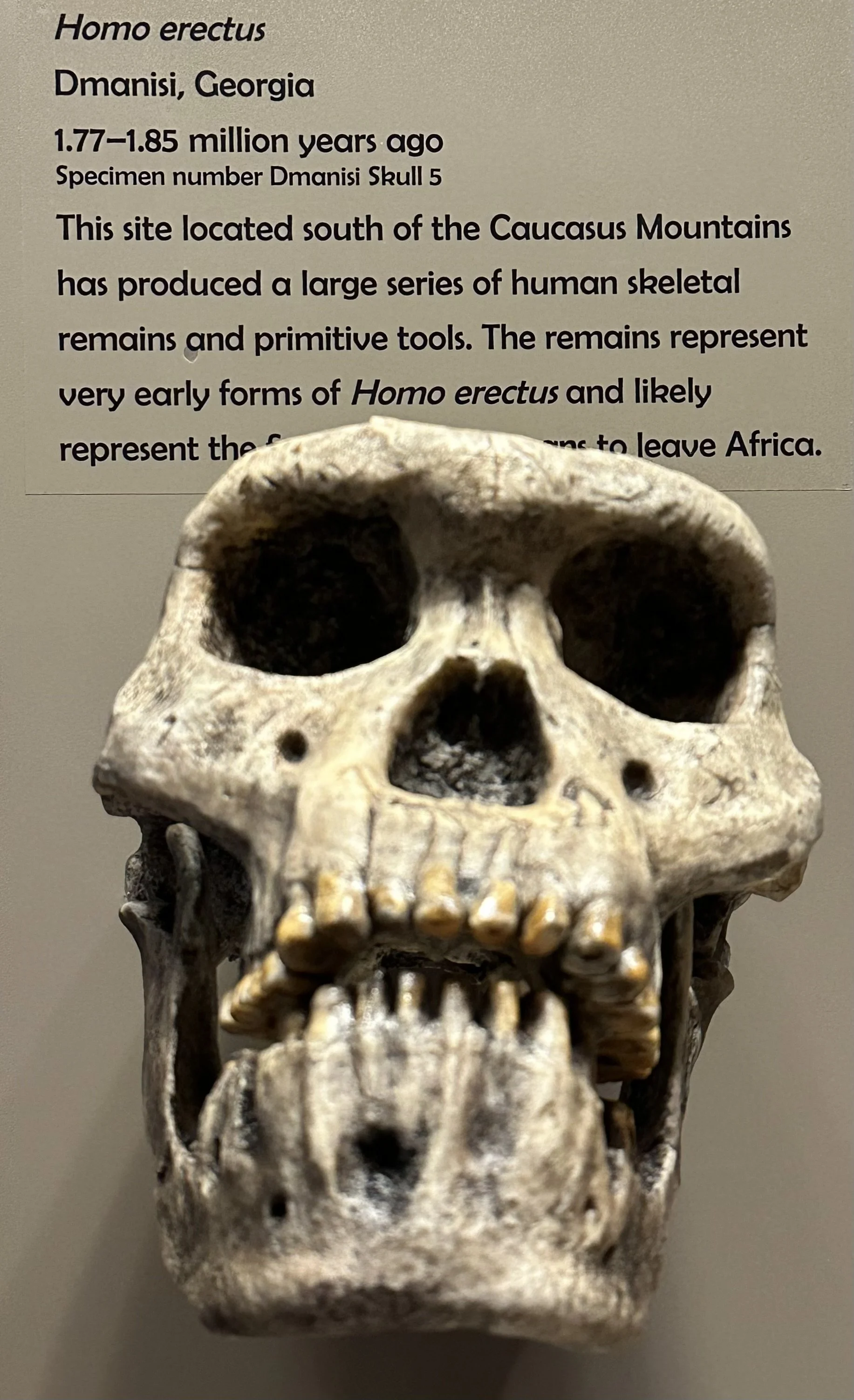 1.8 Ma Homo erectus (McClung Museum)