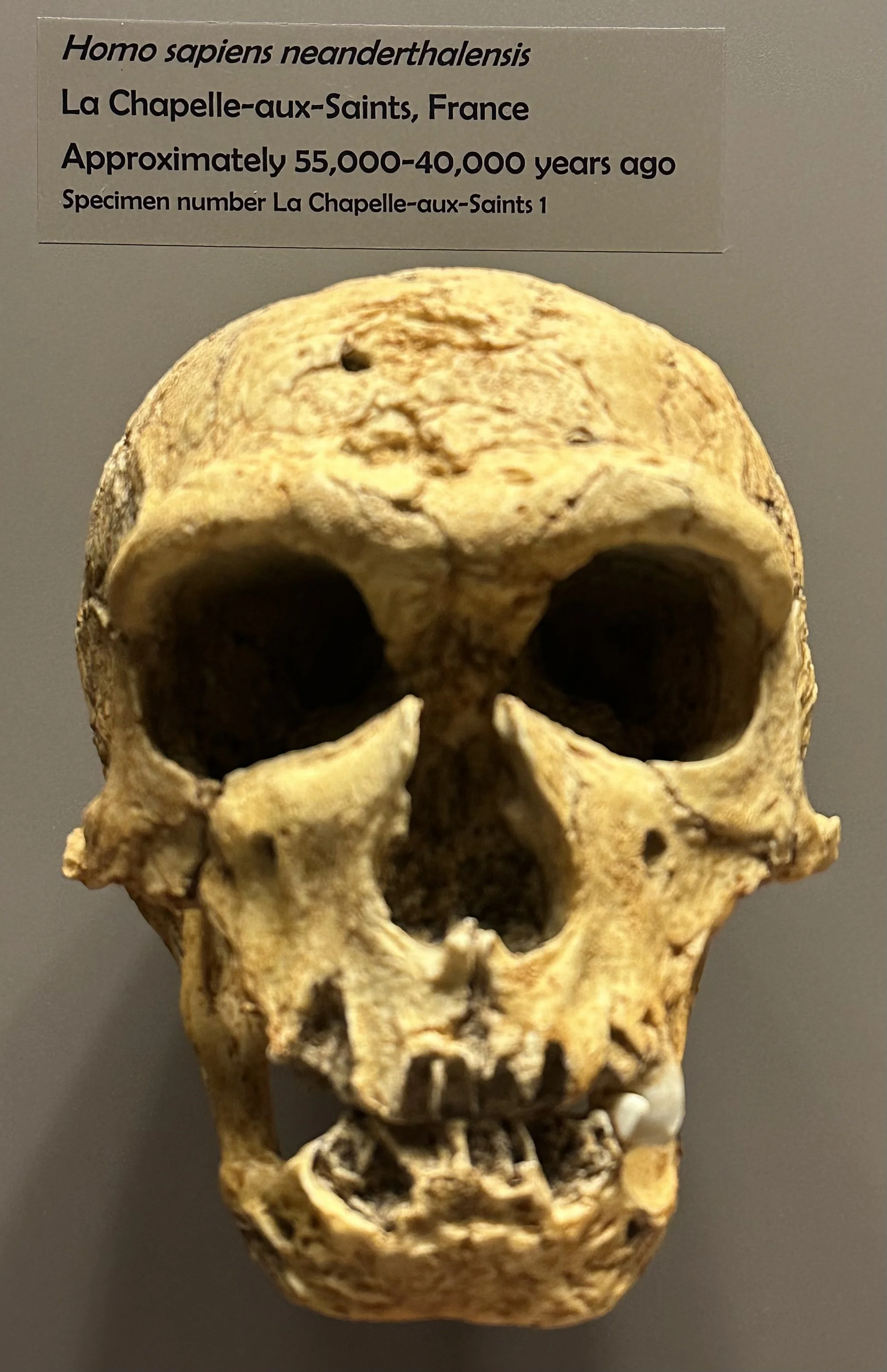 ~55 Ka Homo sapiens neanderthalensis (McClung Museum)