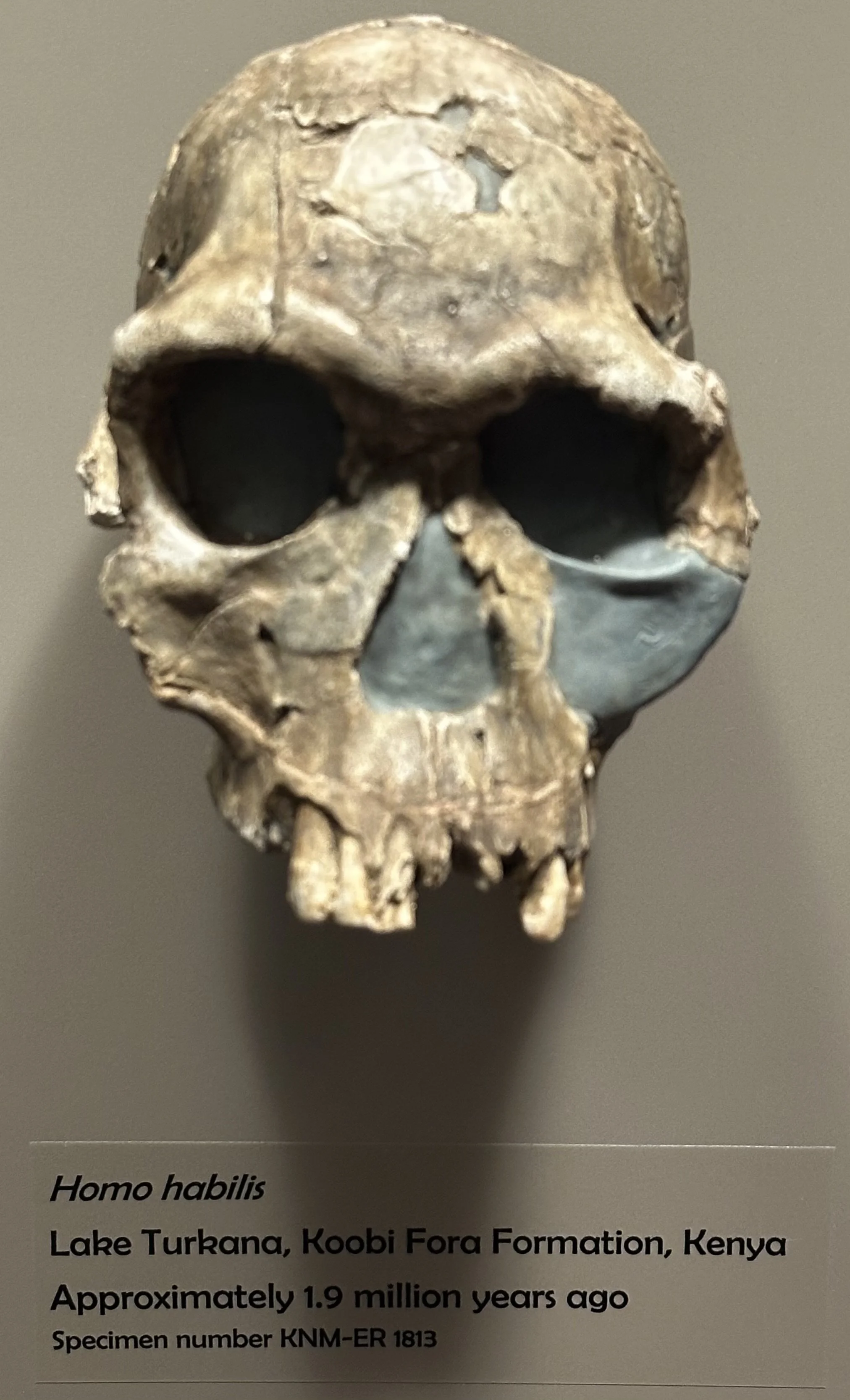 1.9 Ma Homo habilis (McClung Museum)