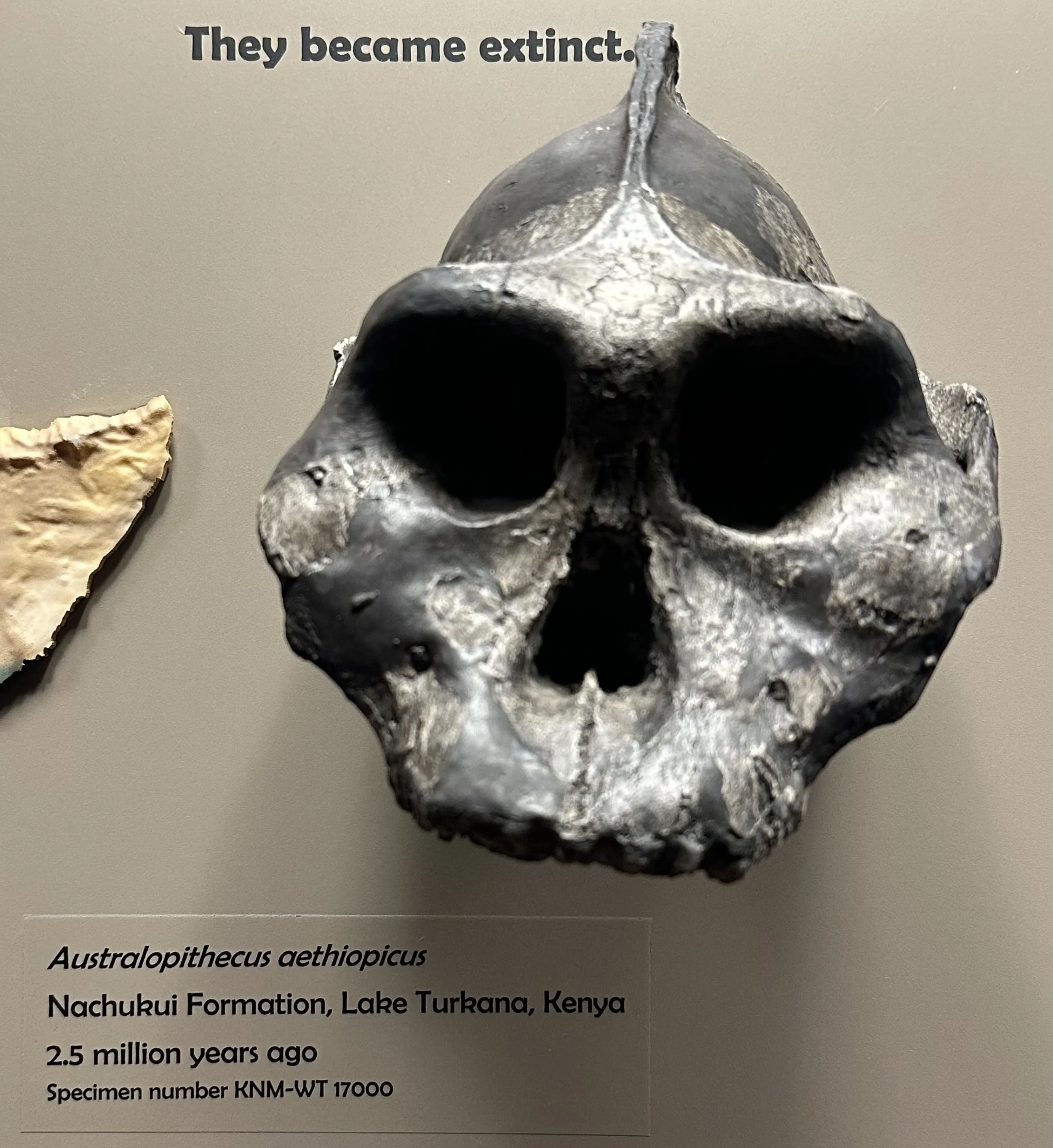 2.5 Ma Australopithecus aethiopicus (McClung Museum)