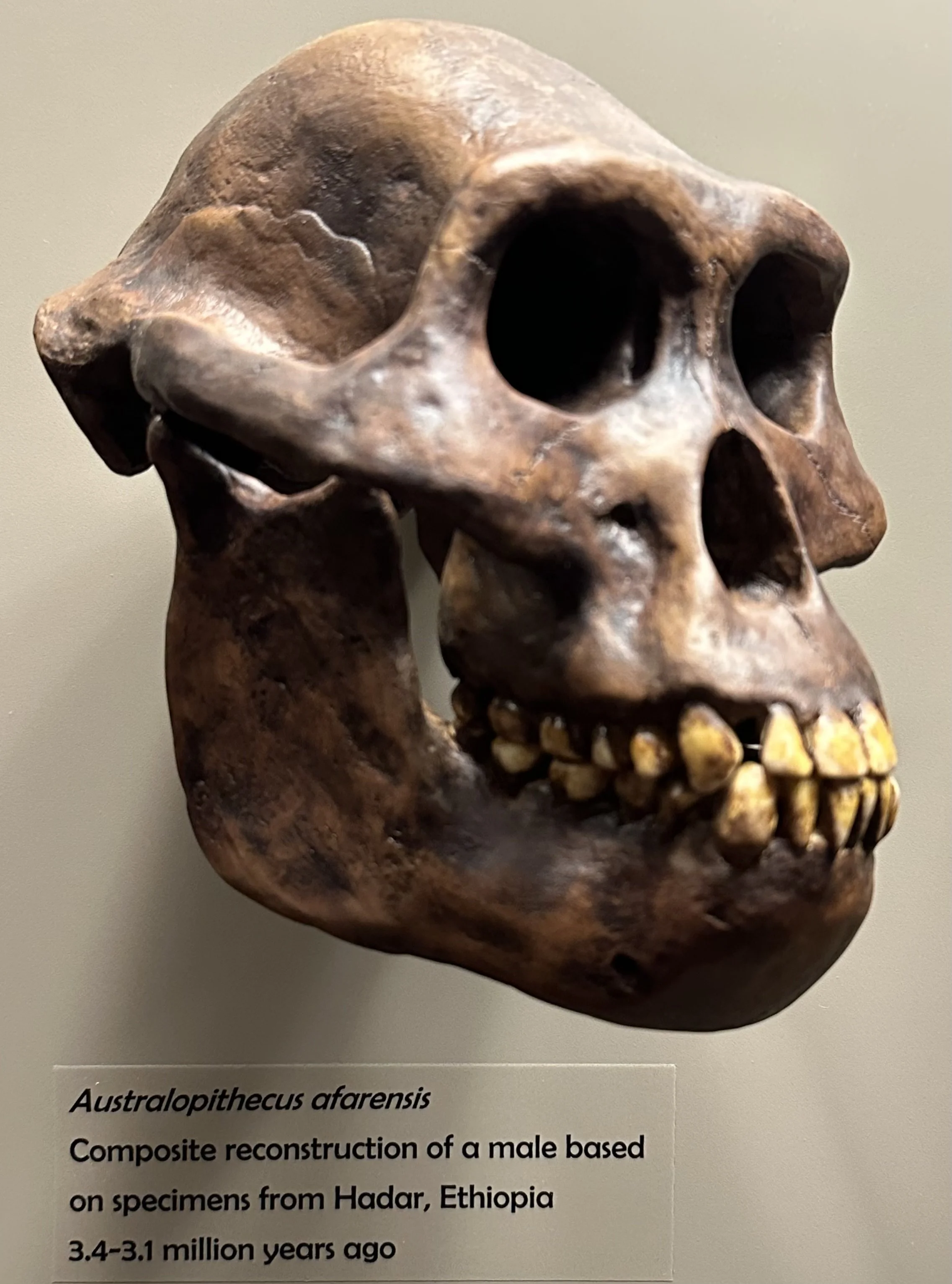 3.4-3.1 Ma Australopithecus afarensis (McClung Museum)