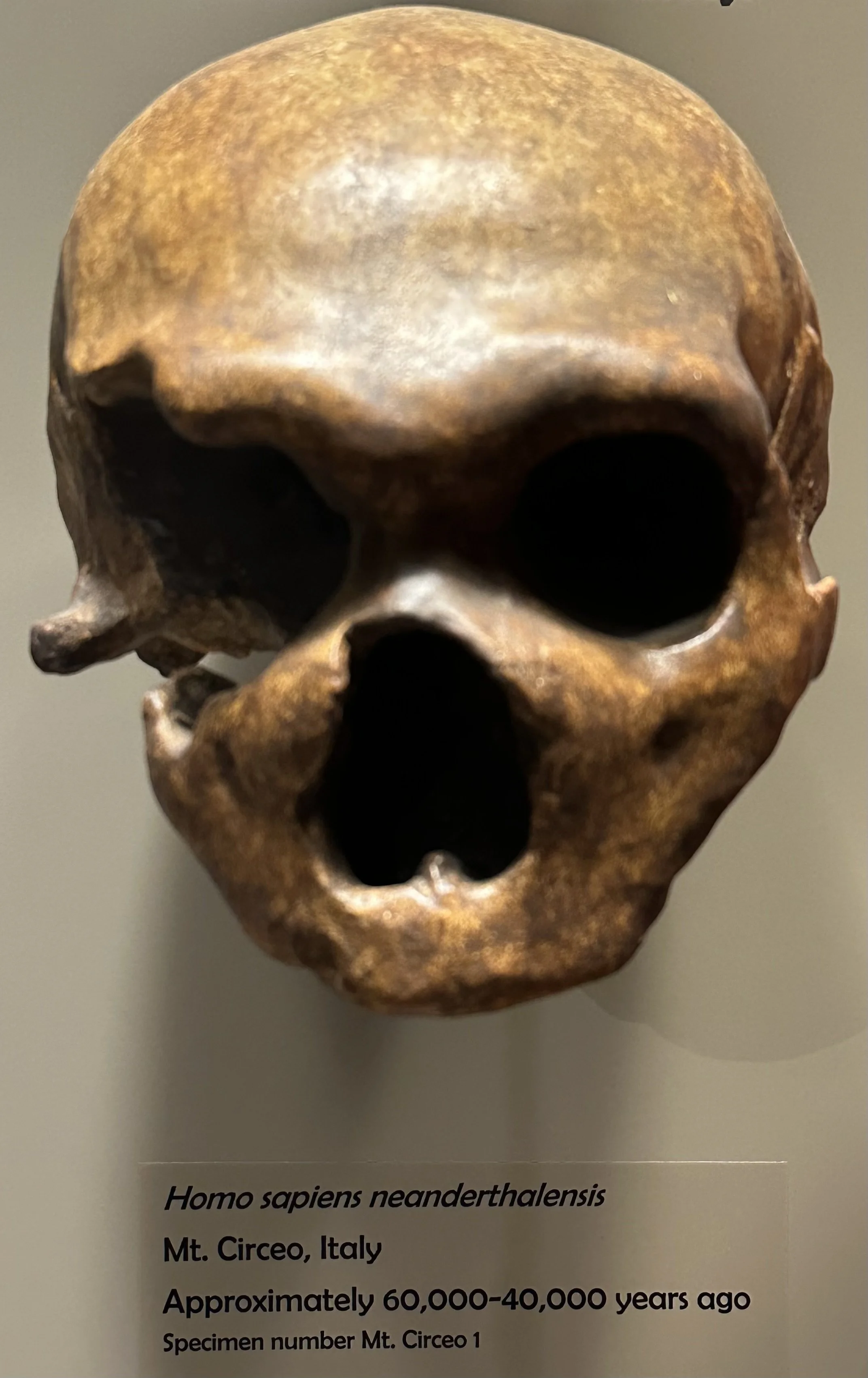 60-40 Ka Homo sapiens neanderthalensis (McClung Museum)