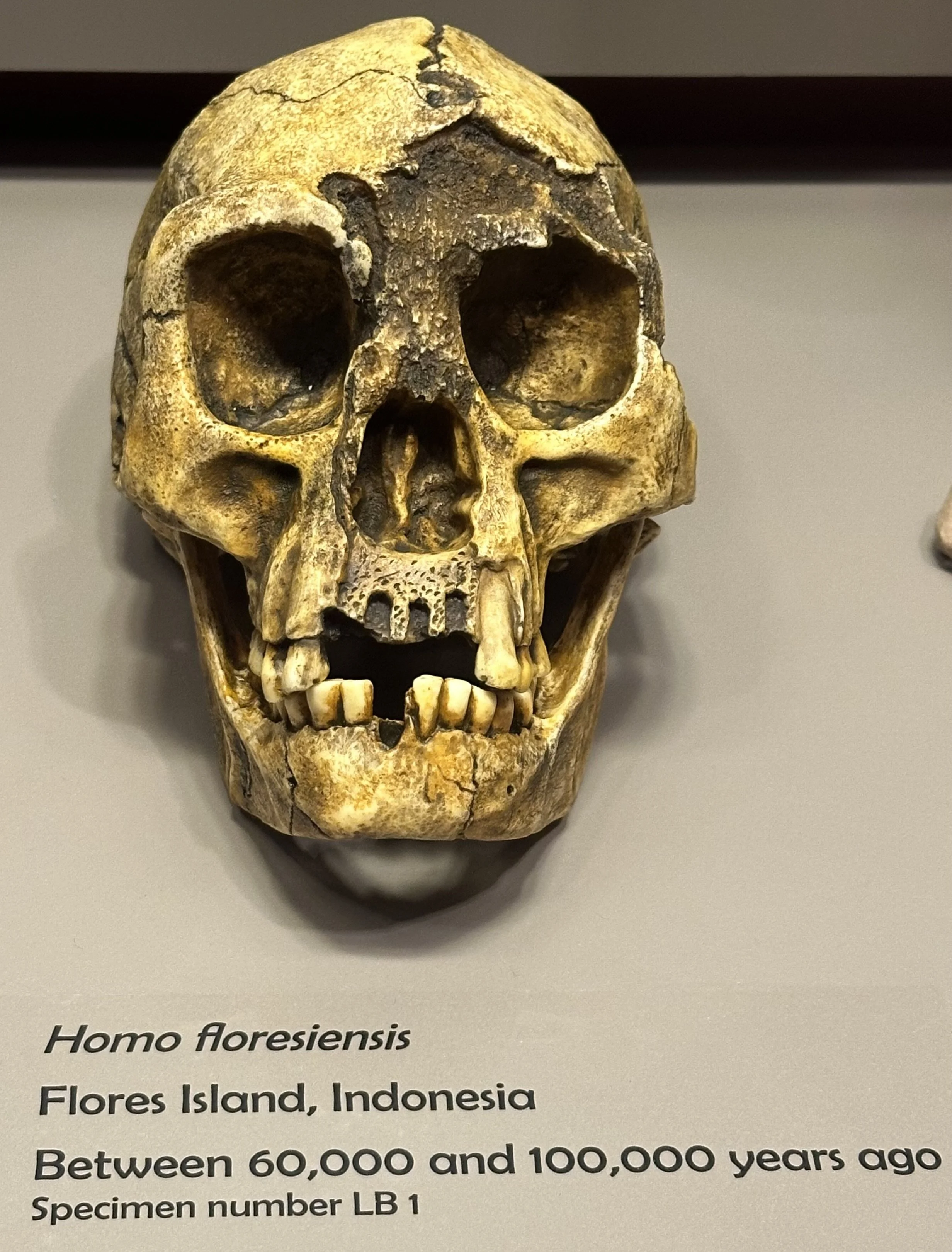100Ka-60Ka Homo floresiensis (McClung Museum)