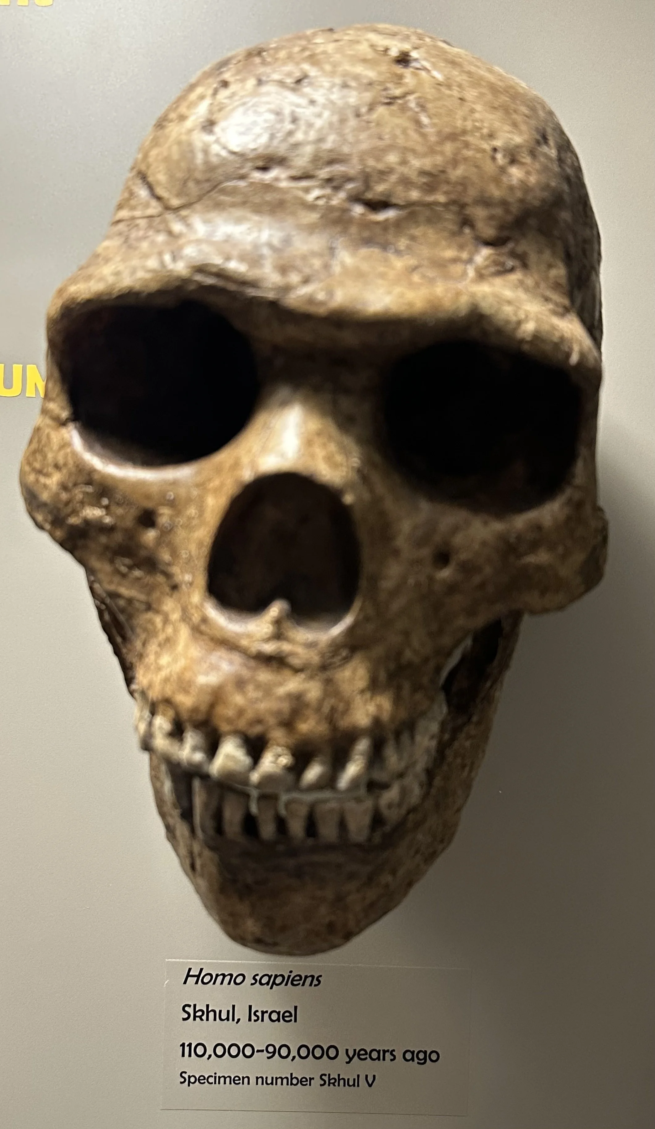 110 Ka Homo sapiens (McClung Museum)