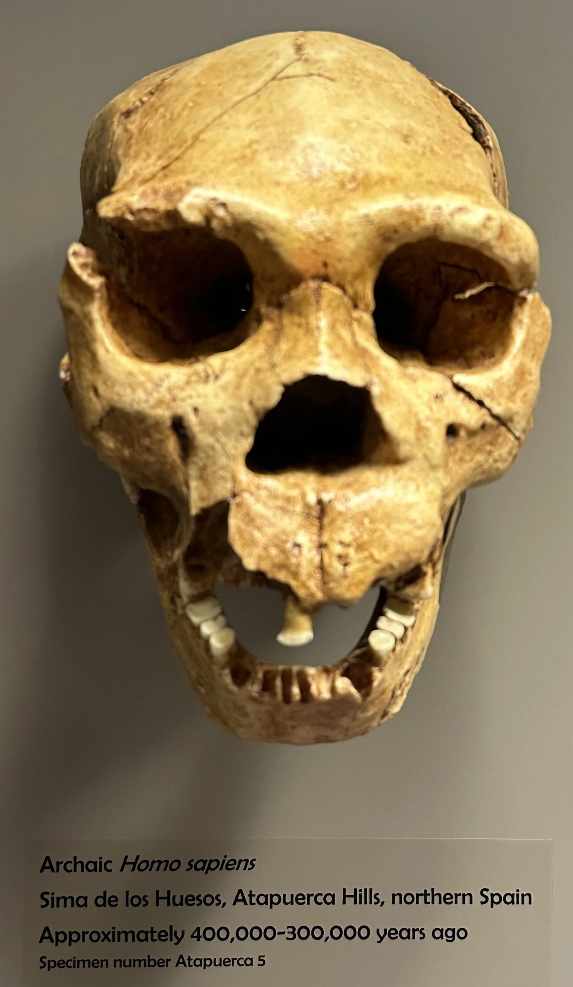 400-300 Ka Homo sapiens (McClung Museum)