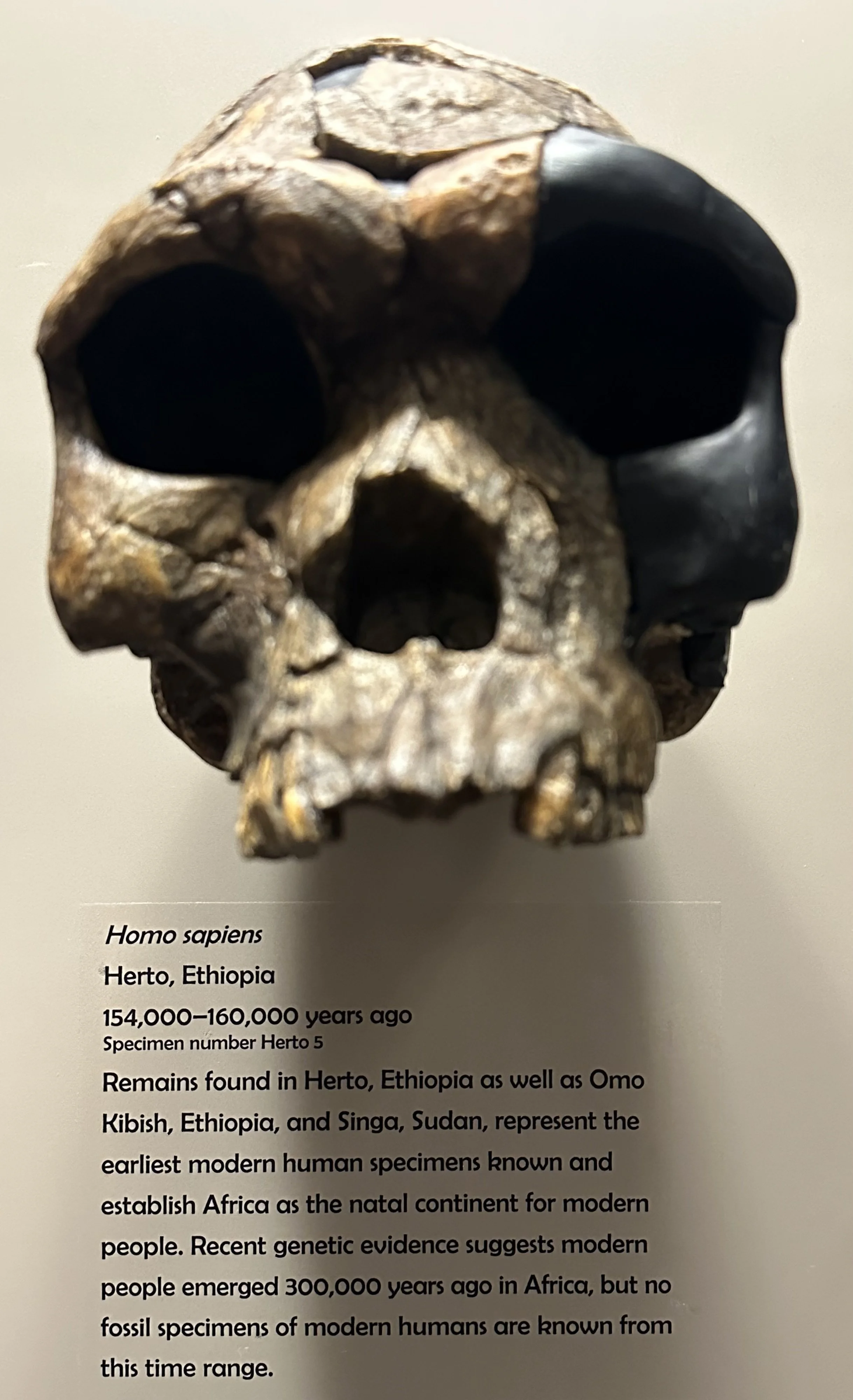 160 Ka Homo sapiens (McClung Museum)