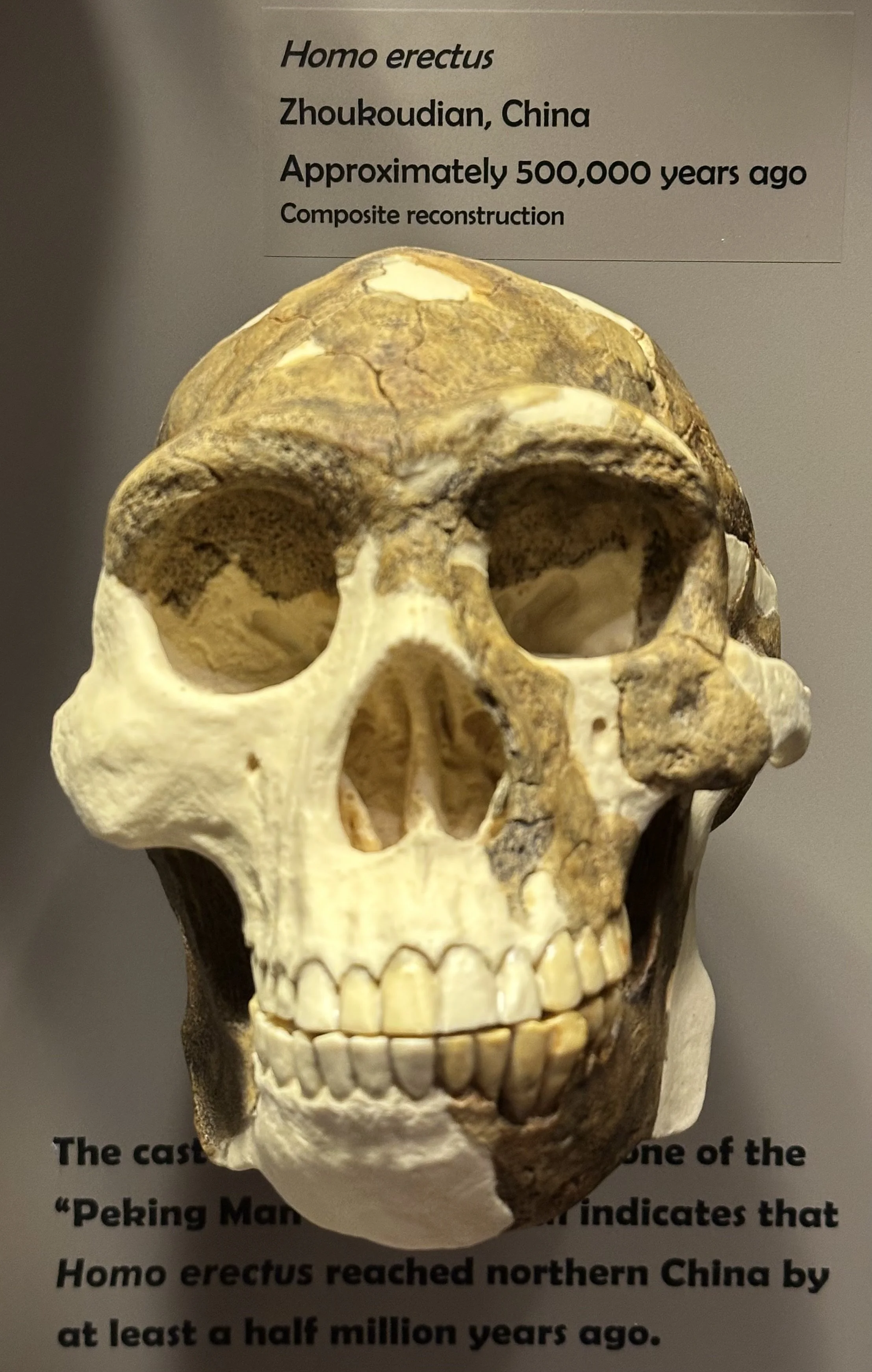 500 Ka Homo erectus (McClung Museum)