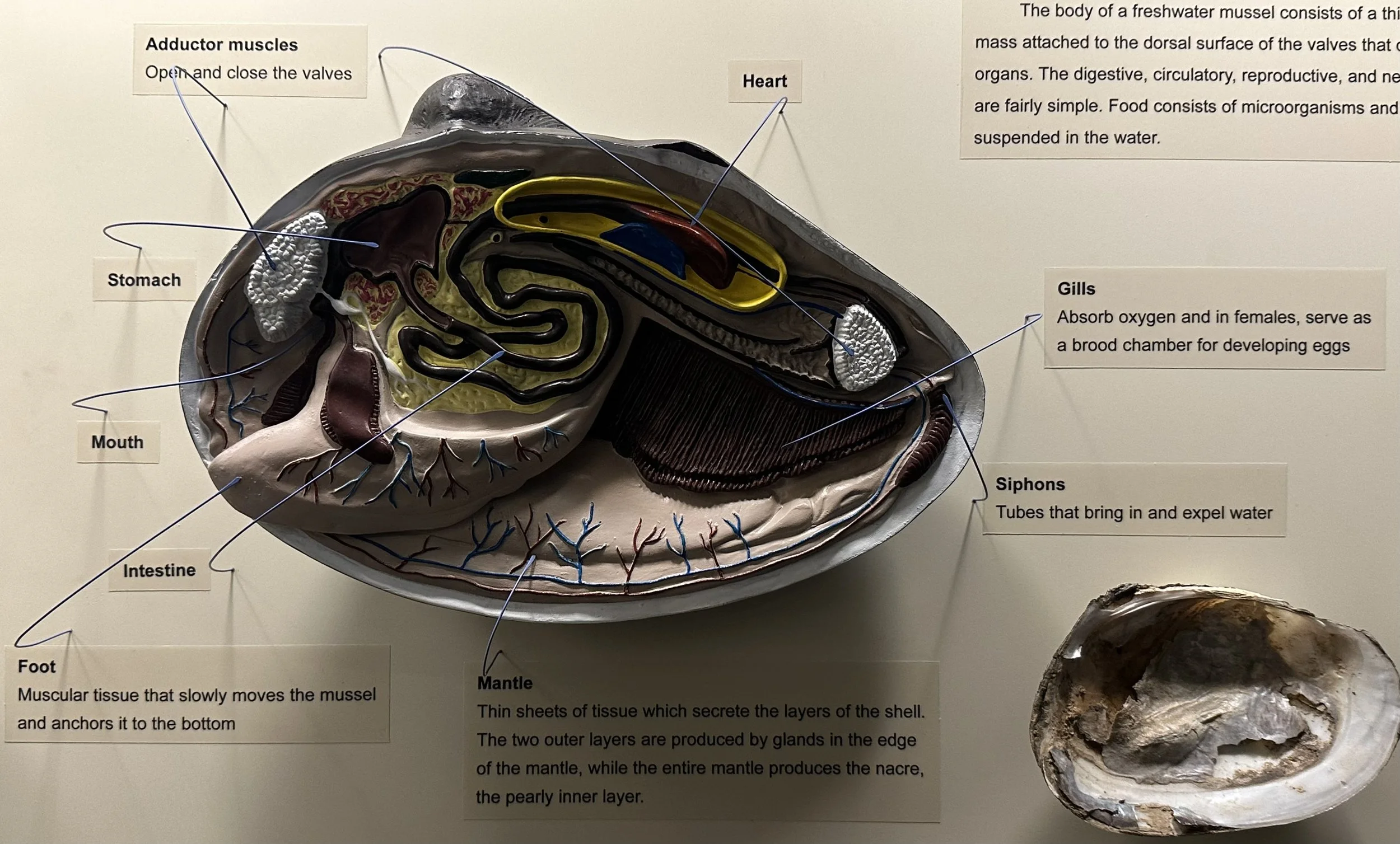 Body of Freshwater Muscle (McClung Museum)