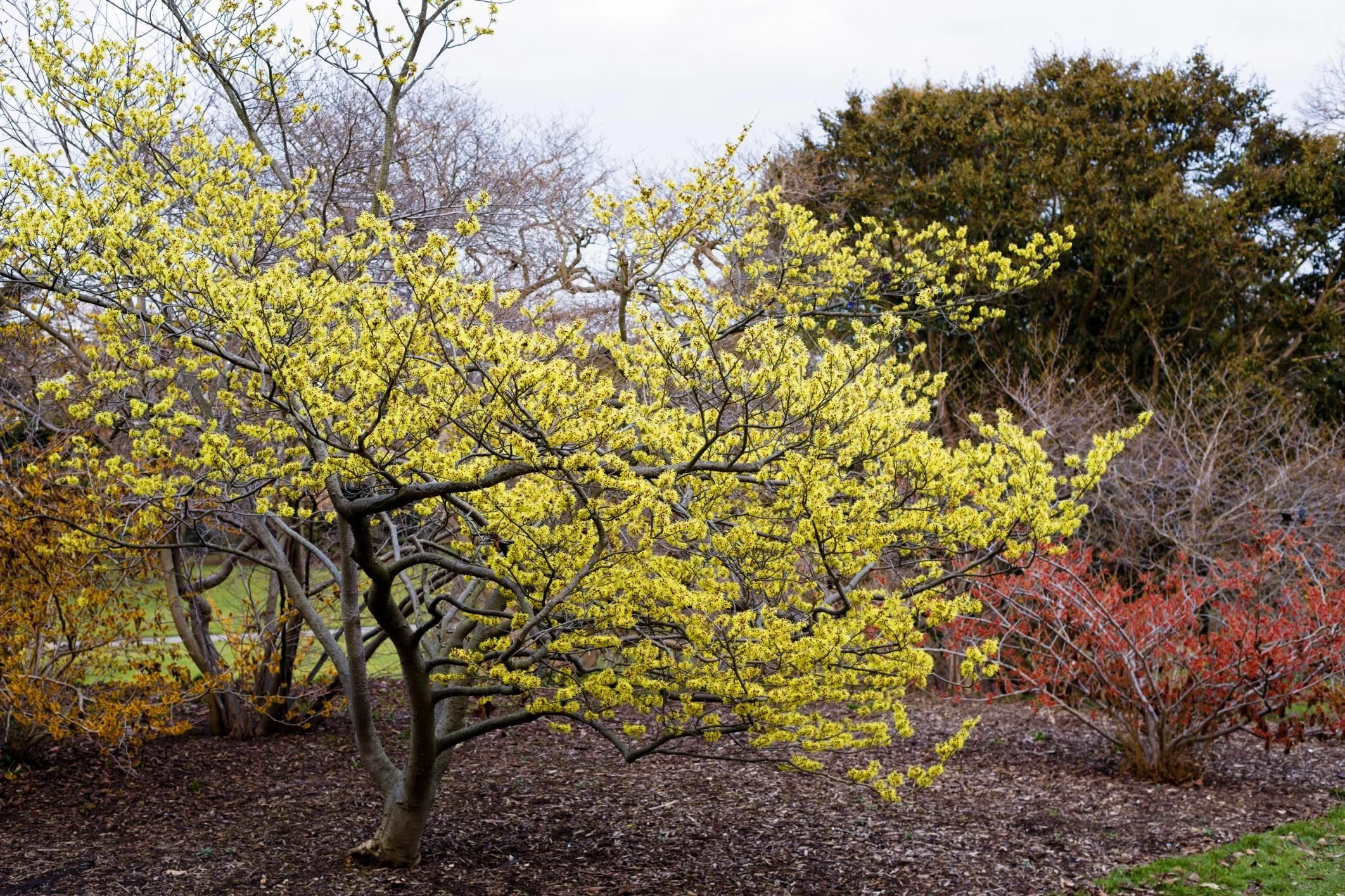 Common WITCH HAZEL IN BLOOM