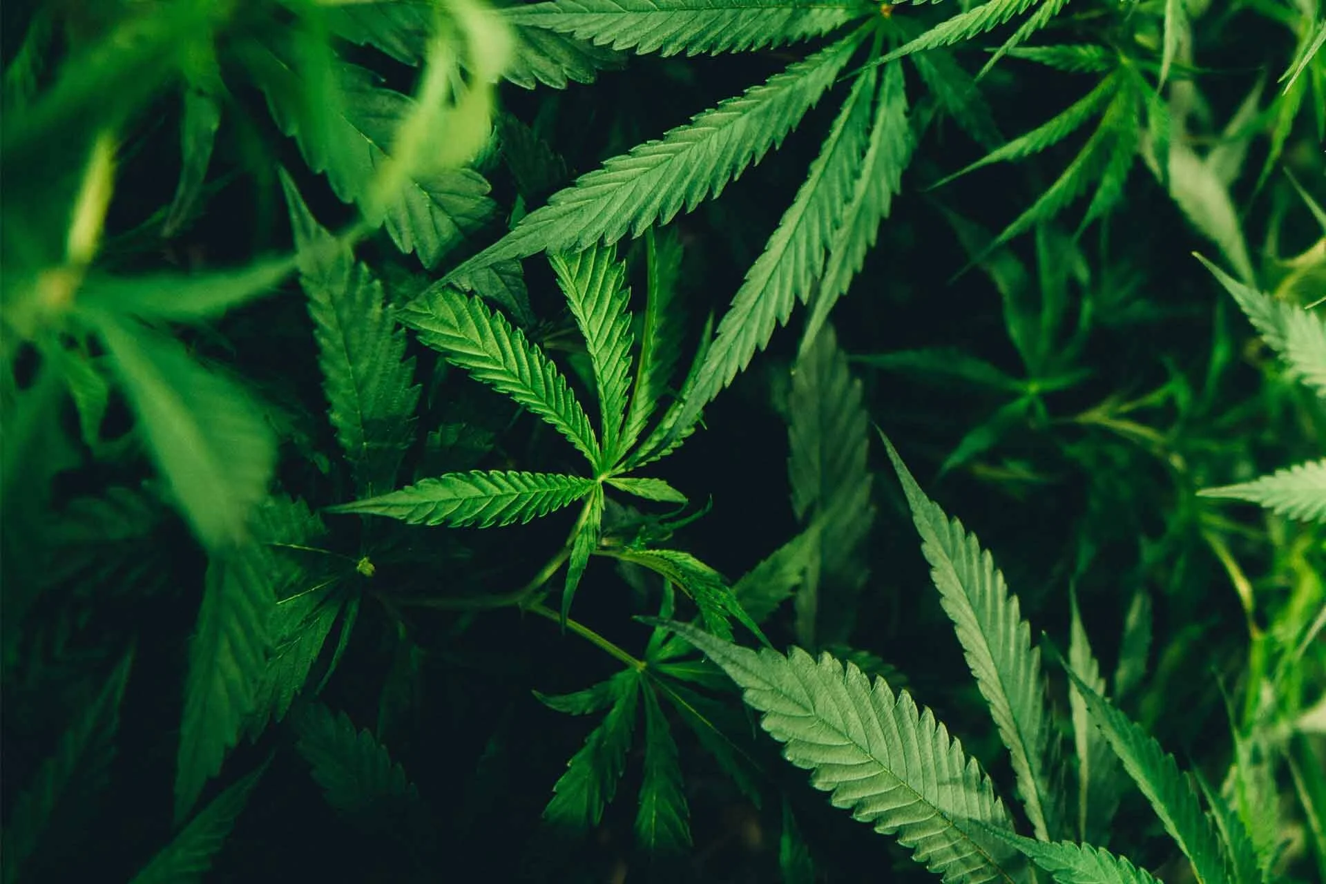 cannabis background.jpg