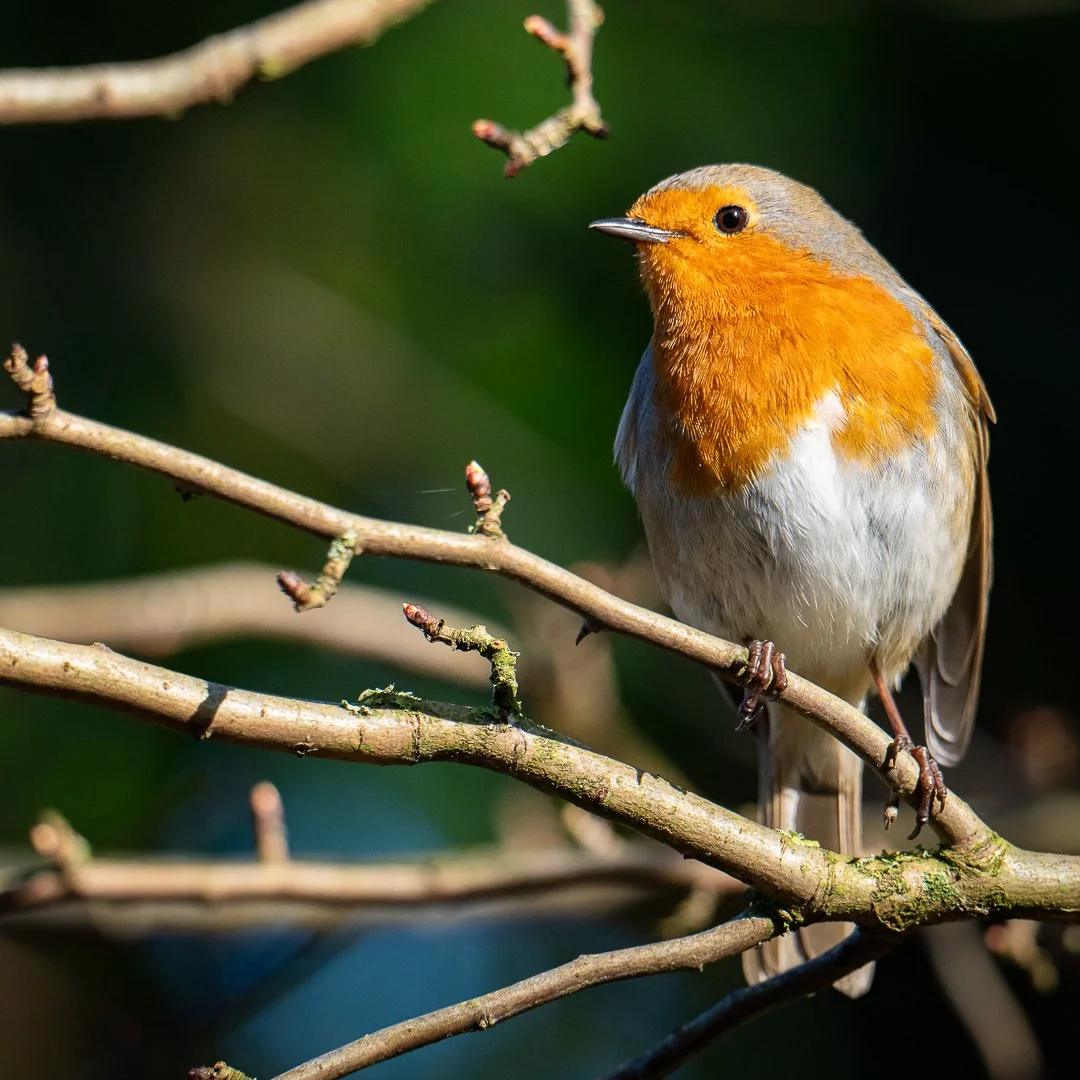 Robin Redbreast