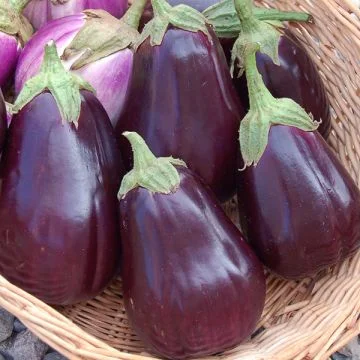 Aubergine beauté noire