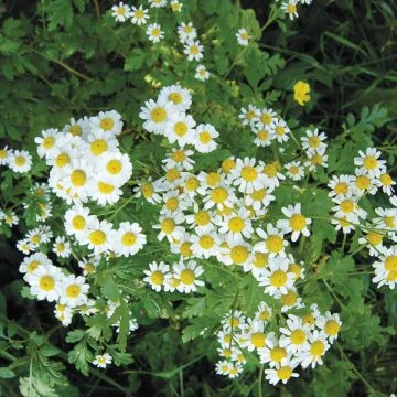 Camomille