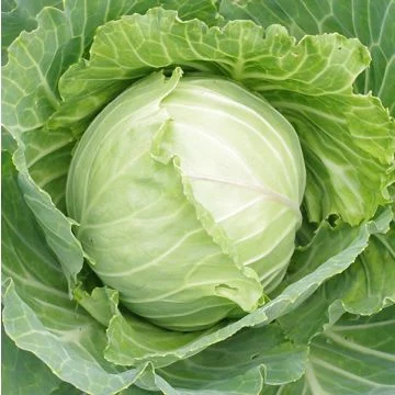 Chou vert