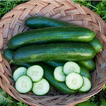 Concombre Green Finger
