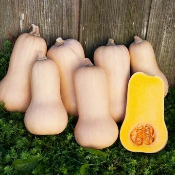 Courge Butternut